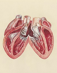 Lung capacity