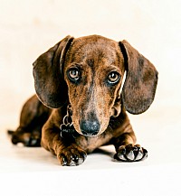 Dacshund